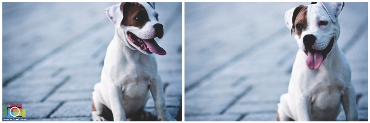 Affordable Cebu Wedding Photographer, Portraits by Bukool, Ian + Tina Engagement Session, Cebu Wedding Photographer, Cebu Wedding Photographers, Wedding Photographers Cebu, Cebu Wedding, Cebu Photographer, Wedding Photographer, Cebu Prenup Photography, Cheap Cebu Wedding Photographer, Cebu, Cebu City, Pari-an Cebu City, San Diego Ancestral Home, Plaza Independencia Cebu, Cebu Engagement Photography, The Yap-Sandiego Heritage House,Pitbull