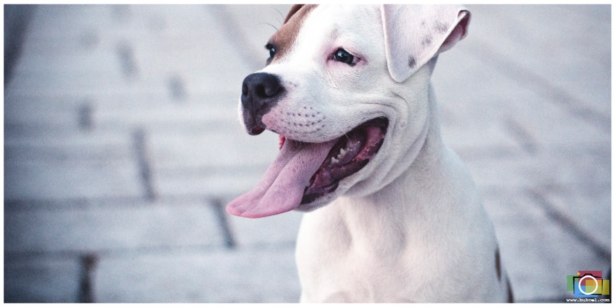 Affordable Cebu Wedding Photographer, Portraits by Bukool, Ian + Tina Engagement Session, Cebu Wedding Photographer, Cebu Wedding Photographers, Wedding Photographers Cebu, Cebu Wedding, Cebu Photographer, Wedding Photographer, Cebu Prenup Photography, Cheap Cebu Wedding Photographer, Cebu, Cebu City, Pari-an Cebu City, San Diego Ancestral Home, Plaza Independencia Cebu, Cebu Engagement Photography, The Yap-Sandiego Heritage House,Pitbull