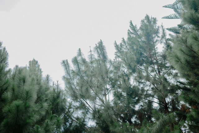 Beverly View Events Pavilion Wedding, BukoolFilms Wedding Videos, Cebu Wedding Photographer Videographer, The DIY Mom Events Cebu, Dennis and Jazzie Wedding, Joseph Agbay Makeup Artist, Padgett's Place Lahug Wedding, Portraits by Bukool, Skye Weddings and Events Coordinator, St. Jude Thaddeus Parish Wedding, Tom Candy, Sandra’s Garden Prenup