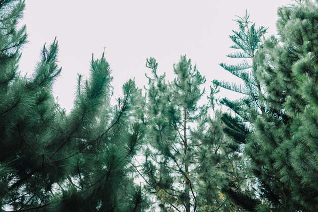 BukoolFilms, Coffee Prince Prenup, Portraits by Bukool, Robert-Joy Prenup, Sandra's Garden Prenup, Cebu Wedding Photographer Videographer, Cebu Wedding Photographer Video